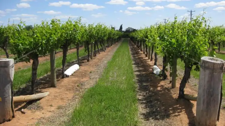 Main view of Homely rural property listing, 162 New Guinea Road, Robinvale VIC 3549