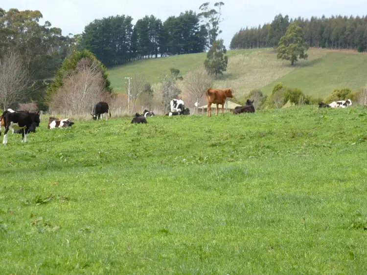 Fourth view of Homely house listing, 194 Pennells Road, Scottsdale TAS 7260