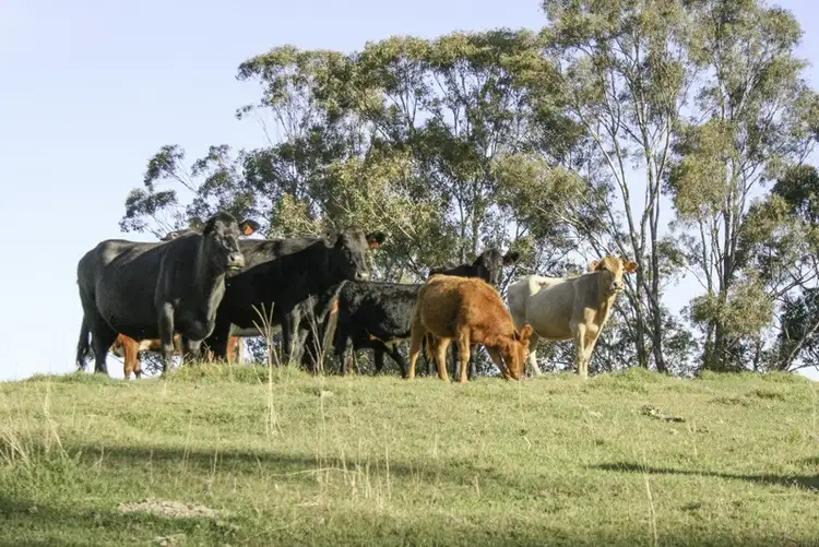 Third view of Homely land listing, 262 Dog Trap Creek Road, Gresford NSW 2311