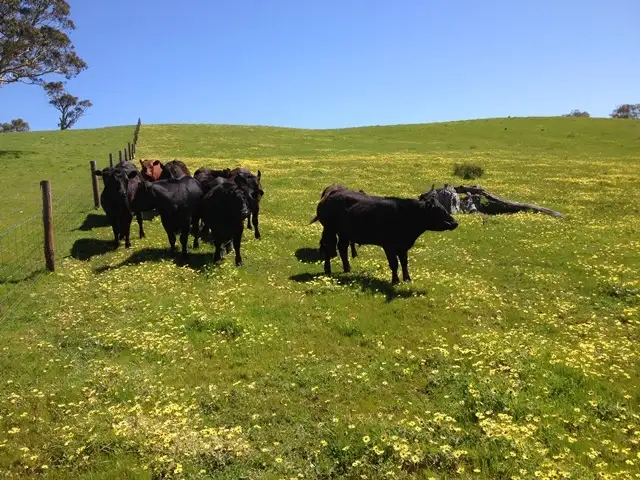 Second view of Homely rural property listing, Lot 2 Stockwell Rd, Yankalilla SA 5203