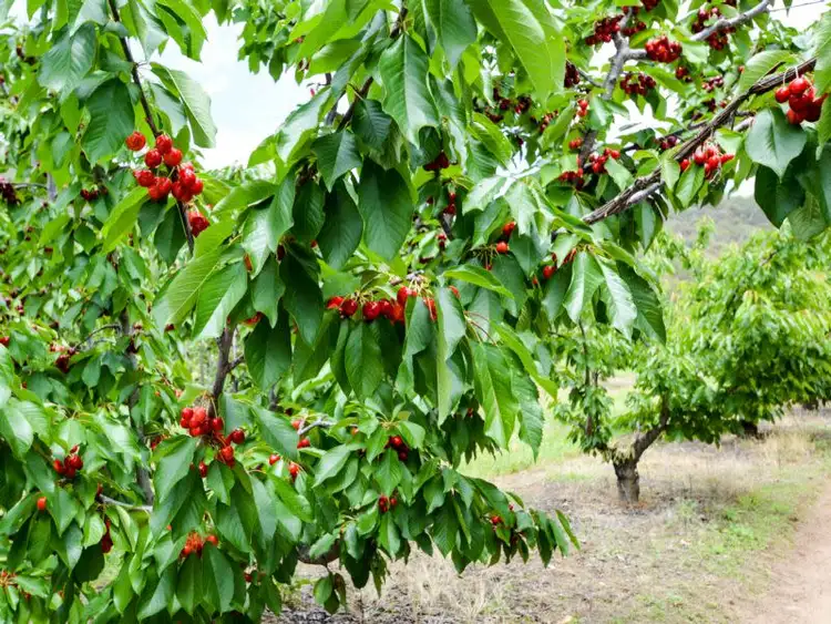 Third view of Homely rural property listing, LOT 1, 111 Orchard Drive, Glenrowan VIC 3675