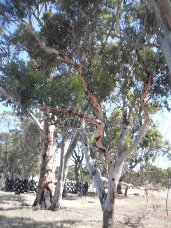 Seventh view of Homely rural property listing, LOT 556 York Quairading Highway, York WA 6302