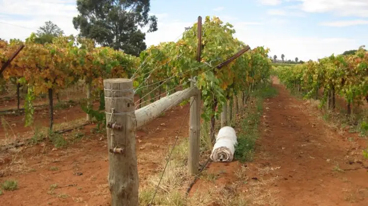 Second view of Homely rural property listing, 4E Satelberg Road, Robinvale VIC 3549