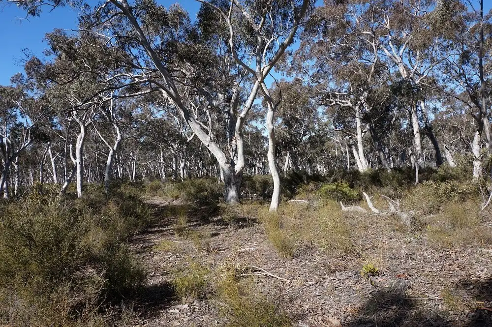 Main view of Homely land listing, 180 Nerrimunga Creek Road, Windellama NSW 2580