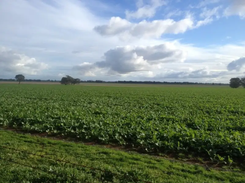 Main view of Homely rural property listing, 2791 Sturt Highway Collingullie via Wagga Wagga, Wagga Wagga NSW 2650