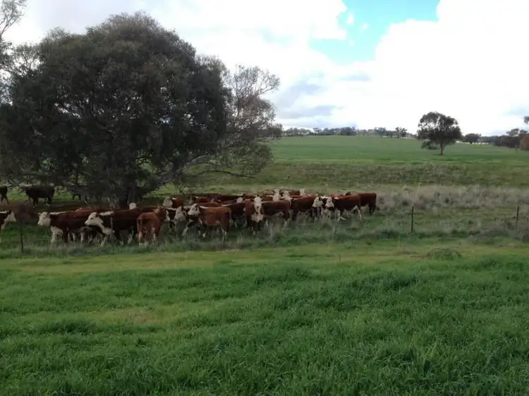 Main view of Homely rural property listing, Old Cootamundra Road, Cootamundra NSW 2590