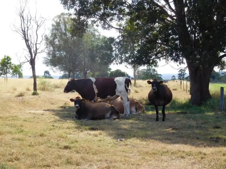 Third view of Homely rural property listing, 899 Jinghi Gully Road, Jandowae Qld 4410, Jandowae QLD 4410