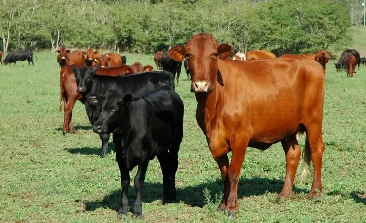 Seventh view of Homely rural property listing, Lot 116 Fishers Hill Road, Gresford NSW 2311