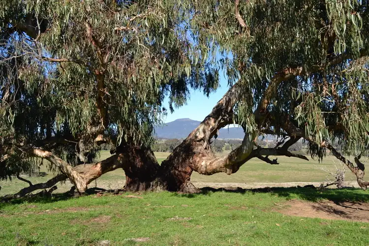 Fifth view of Homely rural property listing, LOT 47B, 150 Gonzaga Lane, Merrijig VIC 3723