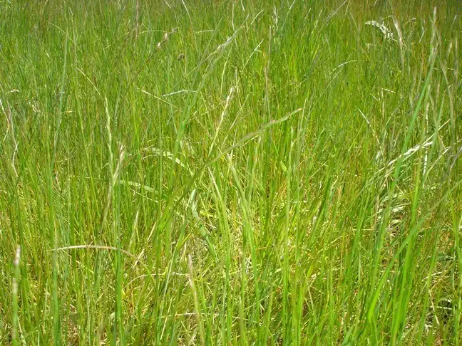 Main view of Homely land listing, LOT 2, 7 Eucalyptus Court, Broadford VIC 3658