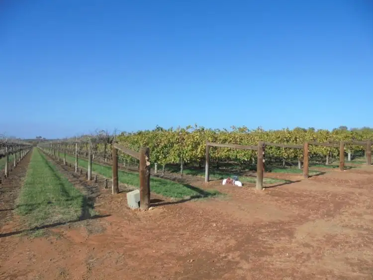 Second view of Homely rural property listing, 59B Murray Valley Highway, Robinvale VIC 3549