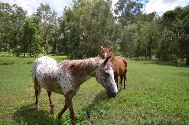 Fifth view of Homely rural property listing, 80 BlueGum Drive, Wonglepong QLD 4275