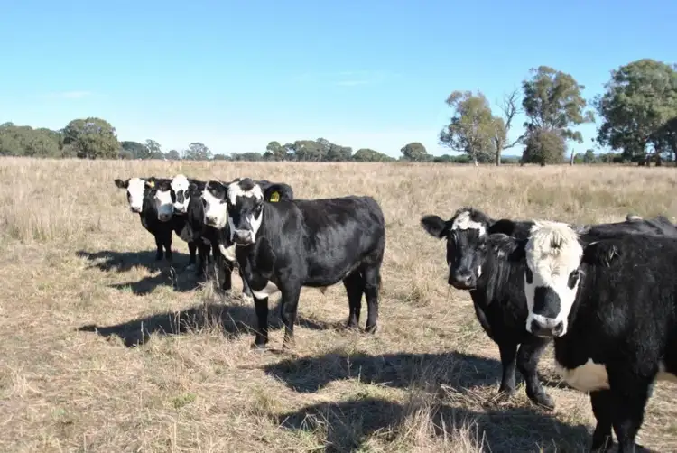 Sixth view of Homely rural property listing, 598 Spring Terrace Road, Orange NSW 2800