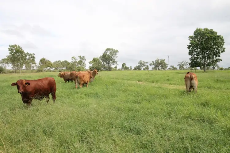 Seventh view of Homely rural property listing, 1628 BROUGHTON ROAD, Charters Towers QLD 4820