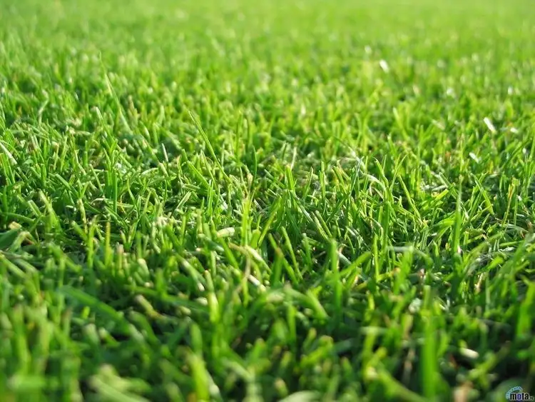 LOT 247 Pistachia Drive, Tarneit VIC 3029