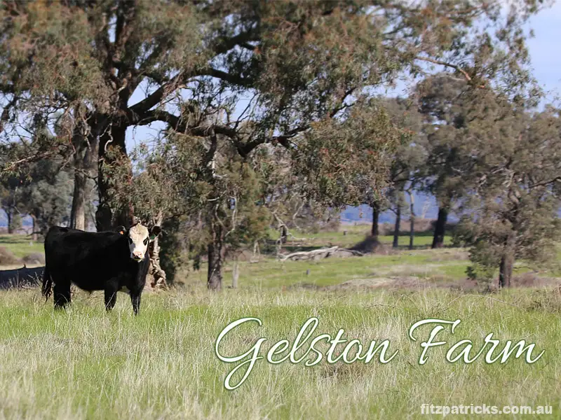 Main view of Homely rural property listing, Gelston Park Road, Gelston Park NSW 2650