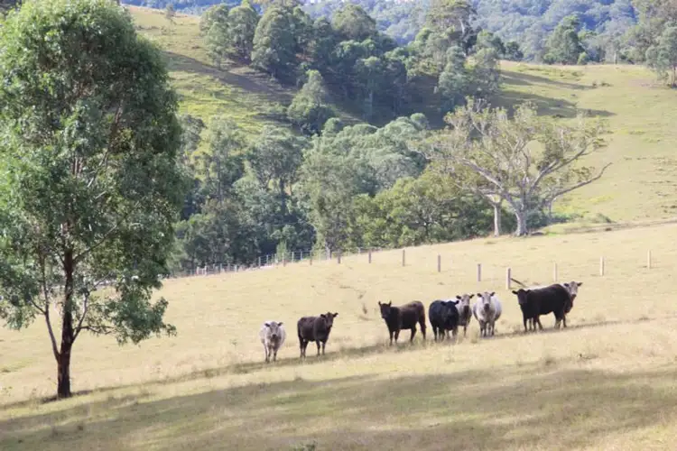 Fourth view of Homely rural property listing, 1043 Bingleburra Road, Dungog NSW 2420