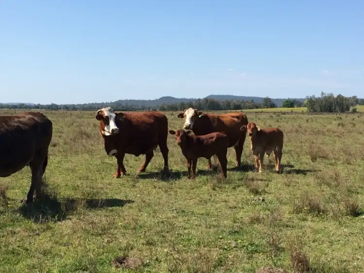 Fourth view of Homely rural property listing, LOT 1/50 Haughwood Road, Bora Ridge NSW 2471