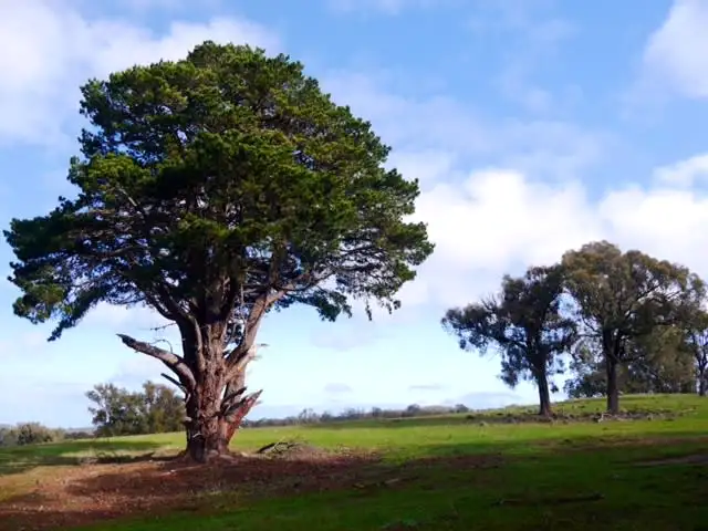 Main view of Homely rural property listing, 124 Kays Road, Beaufort VIC 3373