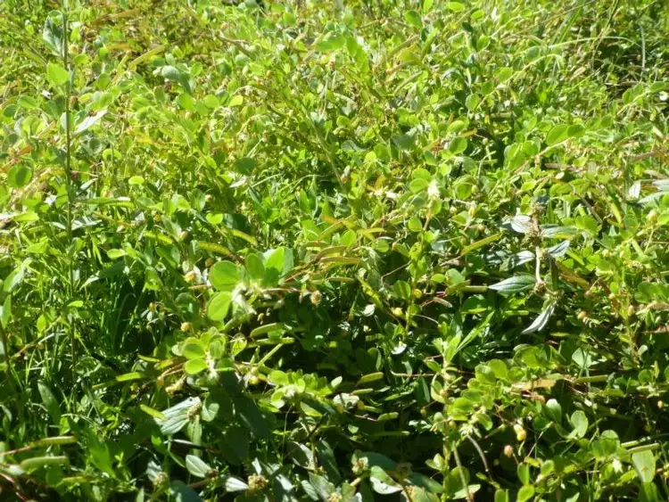 Fifth view of Homely rural property listing, LOT 3 WOODGATE ROAD, Woodgate QLD 4660
