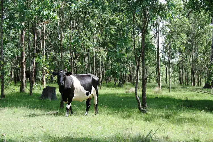 Third view of Homely land listing, Lot 1 Bingleburra Road, Dungog NSW 2420