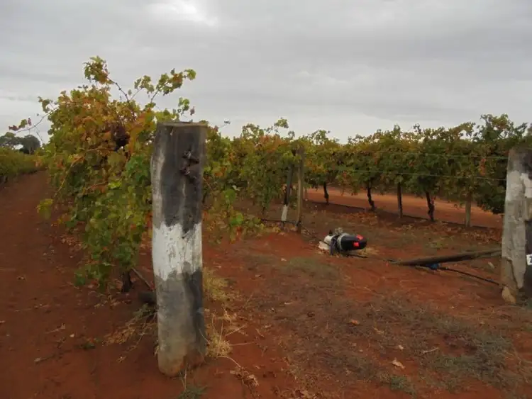 Sixth view of Homely rural property listing, 905 Malaya Road, Robinvale VIC 3549