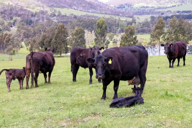 Second view of Homely rural property listing, 86 Moores Road, Flowerdale VIC 3658