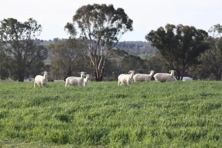 Second view of Homely rural property listing, 199 Gamble Creek Road, Coolah NSW 2843