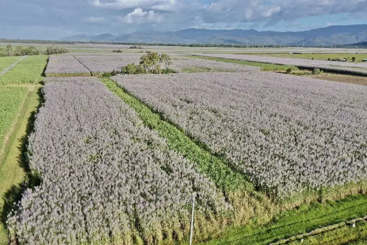 Fifth view of Homely rural property listing, 349 Amos Road, Coolbie QLD 4850