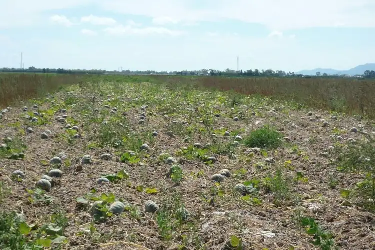 Main view of Homely rural property listing, 305 Lands Road, Gumlu QLD 4805