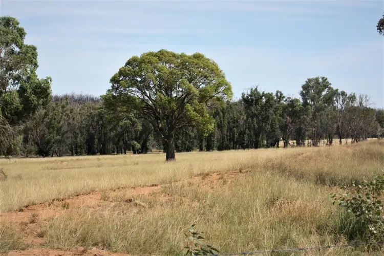 Main view of Homely rural property listing, 550 Cainbil Road, Coolah NSW 2843