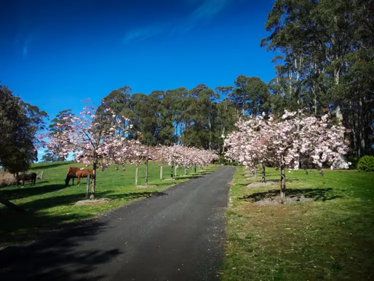 Sixth view of Homely other listing, 185 Beaumonts Road, Dorrigo NSW 2453