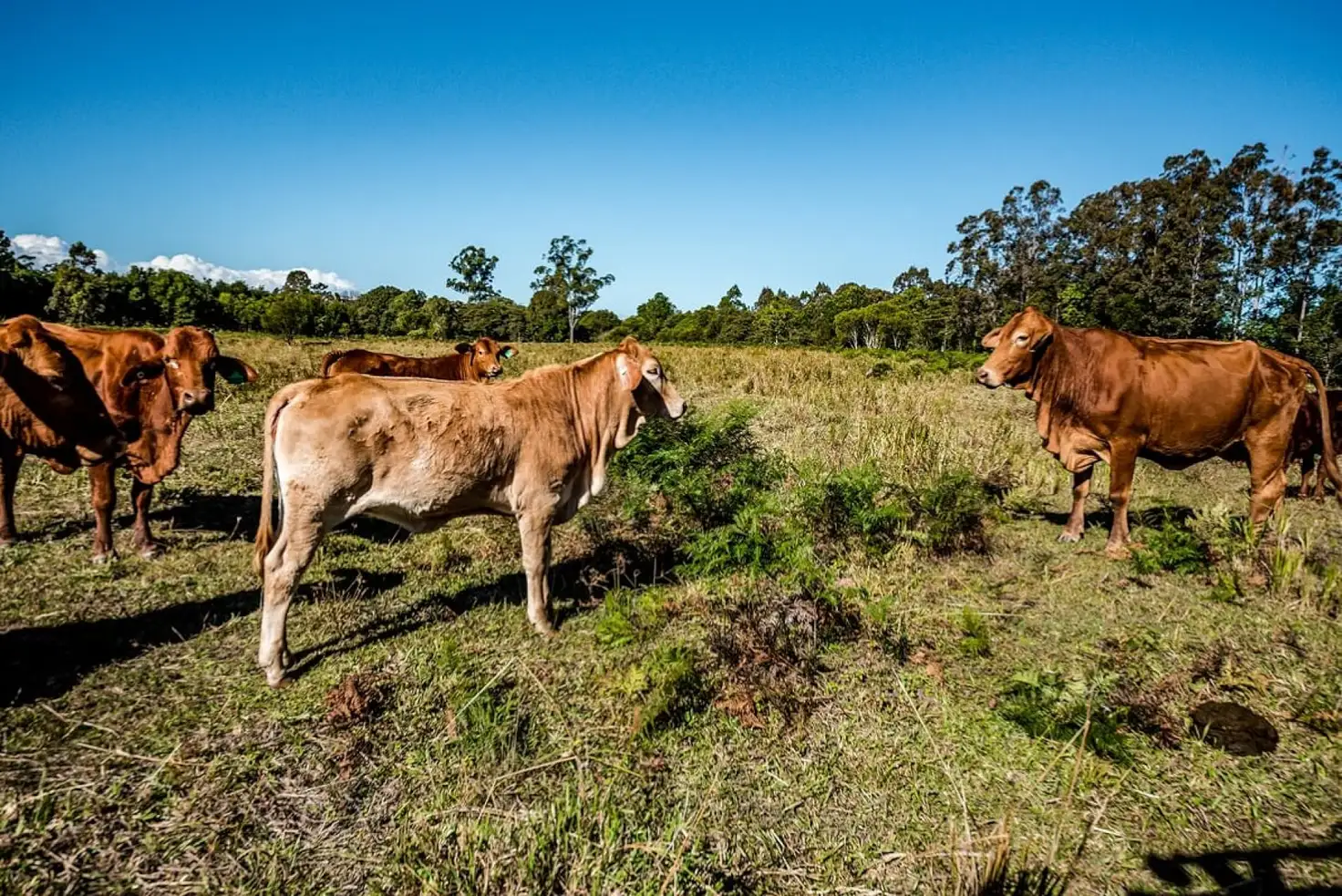 Main view of Homely house listing, 575 Gympie Kin Kin  Road, Kin Kin QLD 4571