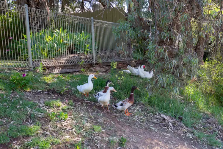 Third view of Homely house listing, 5 Wood Street, Gol Gol NSW 2738