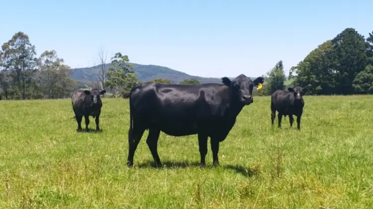 Second view of Homely rural property listing, 308-478 Paddys Plains Road, North Dorrigo NSW 2453