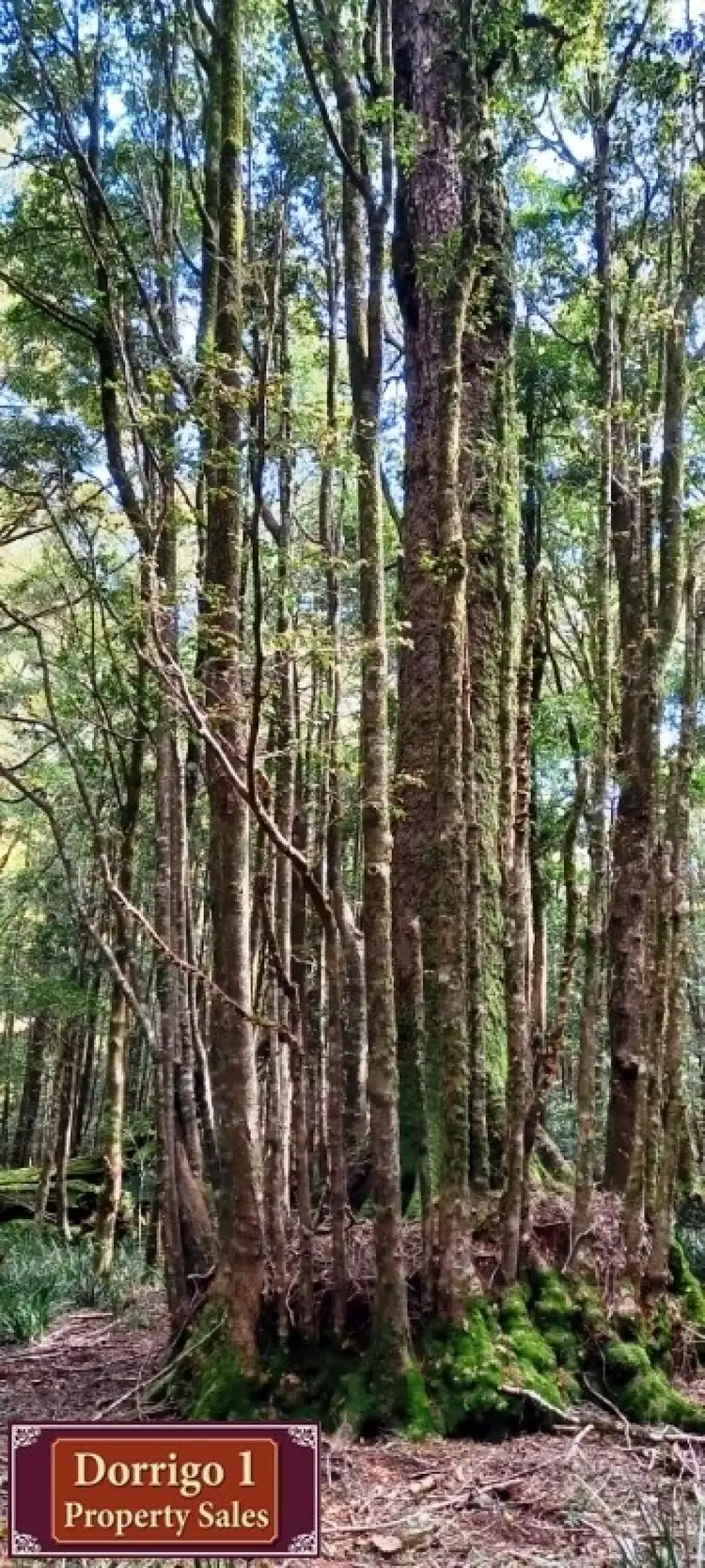 Sixth view of Homely other listing, 245 Redlands Road, Dorrigo NSW 2453