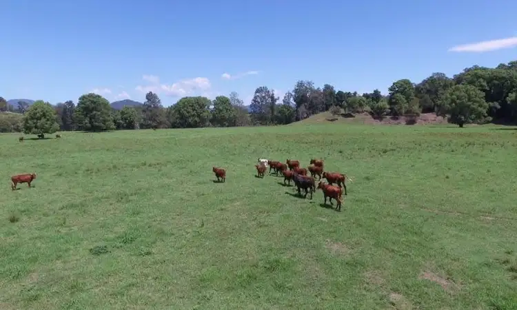 Fifth view of Homely rural property listing, 927 Graces Road, Bowraville NSW 2449