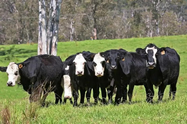 Sixth view of Homely rural property listing, Tyringham, Tyringham NSW 2453