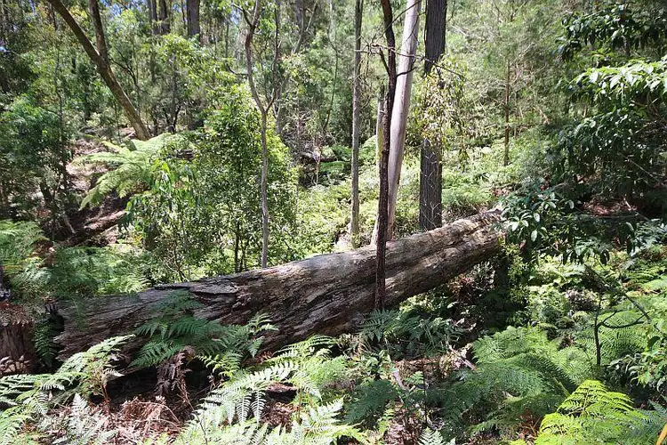 Seventh view of Homely land listing, 85 Moncks Road, Wallagoot NSW 2550