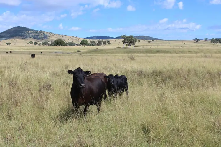 Fifth view of Homely land listing, Fairbanks Lane, Ballandean QLD 4382