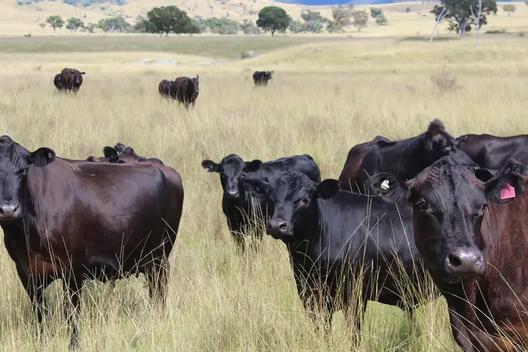 Seventh view of Homely land listing, Fairbanks Lane, Ballandean QLD 4382