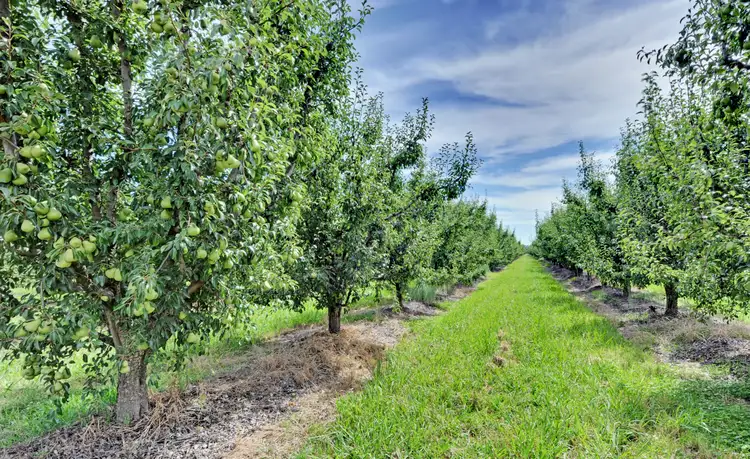 Main view of Homely land listing, 185 Prentice Rd, Orrvale VIC 3631