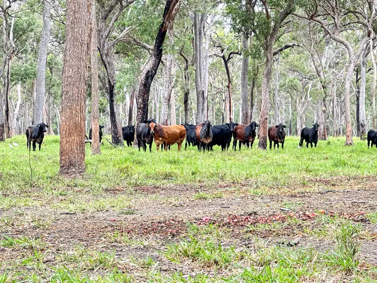 Fifth view of Homely land listing, 2 Stewarts Road, Moorland QLD 4670