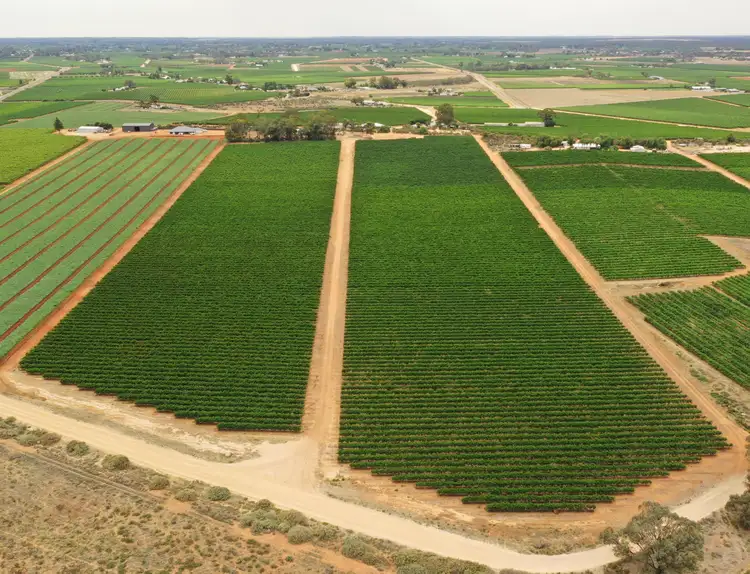 Second view of Homely rural property listing, 151 ELEPHANT TRUNK ROAD, Cobdogla SA 5346