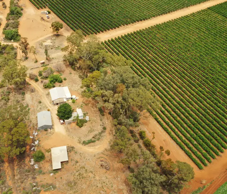 Third view of Homely rural property listing, 151 ELEPHANT TRUNK ROAD, Cobdogla SA 5346