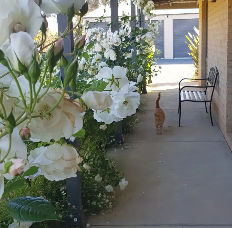 Third view of Homely rural property listing, 5 STRINGYBARK PLACE, Manton NSW 2582