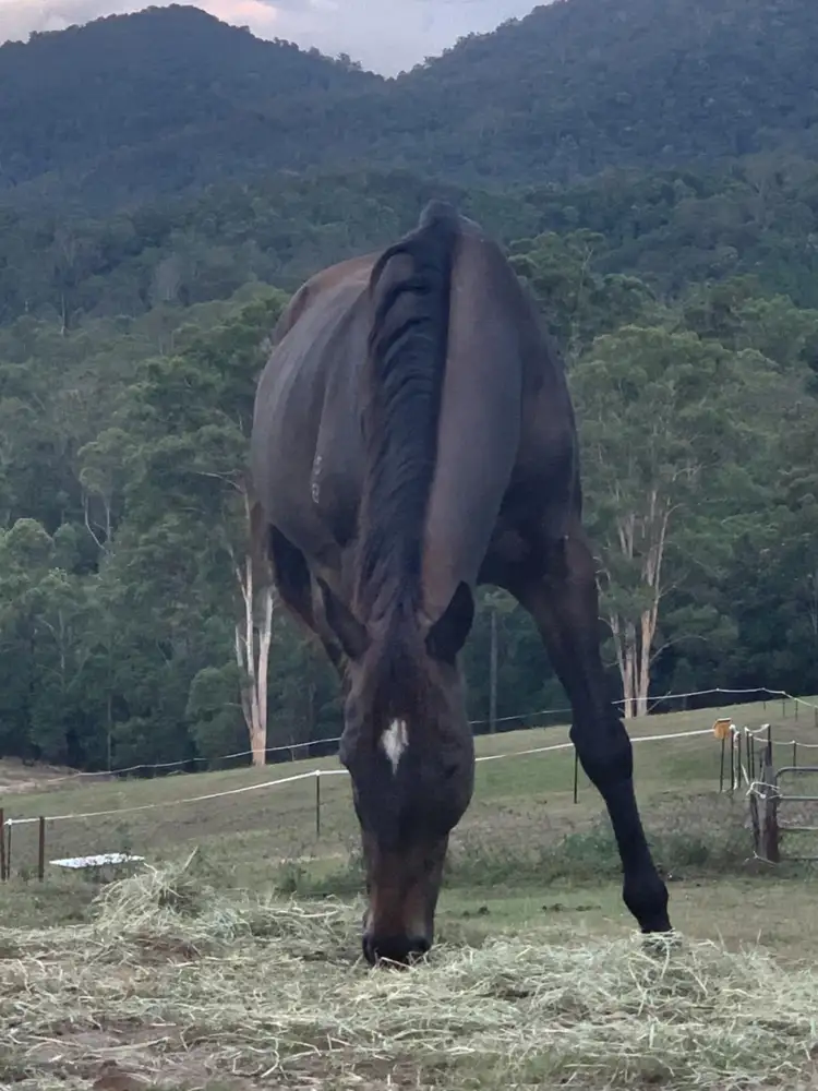 Sixth view of Homely land listing, LOT Lot 17, 127 APPALOOSA DRIVE, Conondale QLD 4552