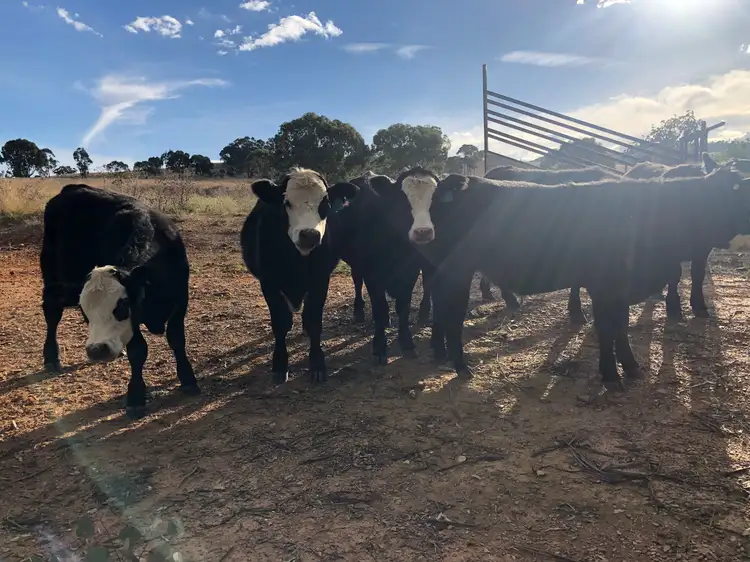Third view of Homely rural property listing, 748 TURONDALE ROAD, Duramana NSW 2795