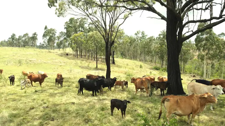 Second view of Homely rural property listing, 6 GREENBANK ROAD, Mount Perry QLD 4671