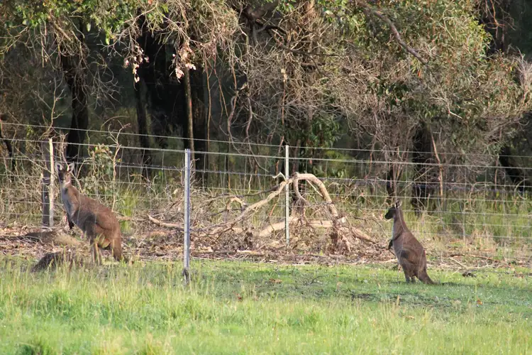 Second view of Homely rural property listing, 2259 PORONGURUP ROAD, Porongurup WA 6324